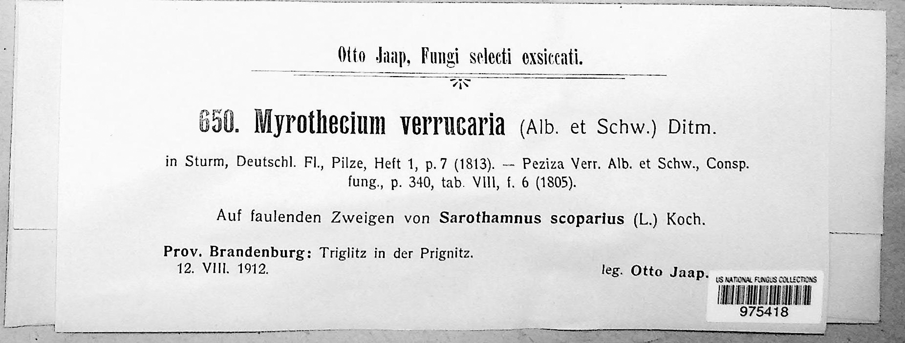 Myrothecium verrucaria thumbnail